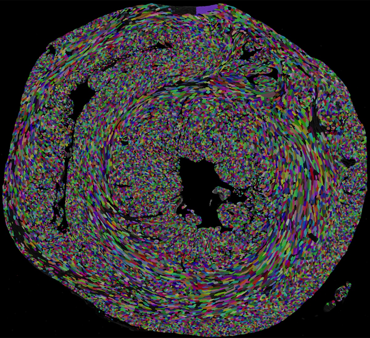 Cell segmentation across a cardiac tissue section