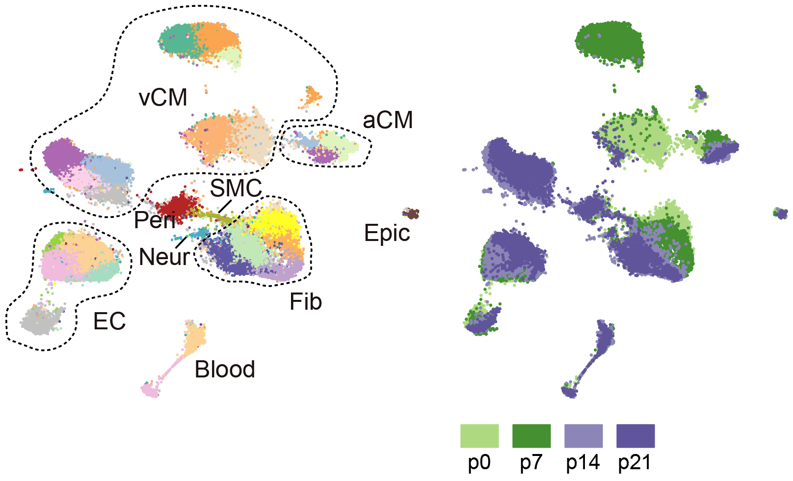Single-nucleus ATAC-seq embedding of cardiac cell types and developmental time points