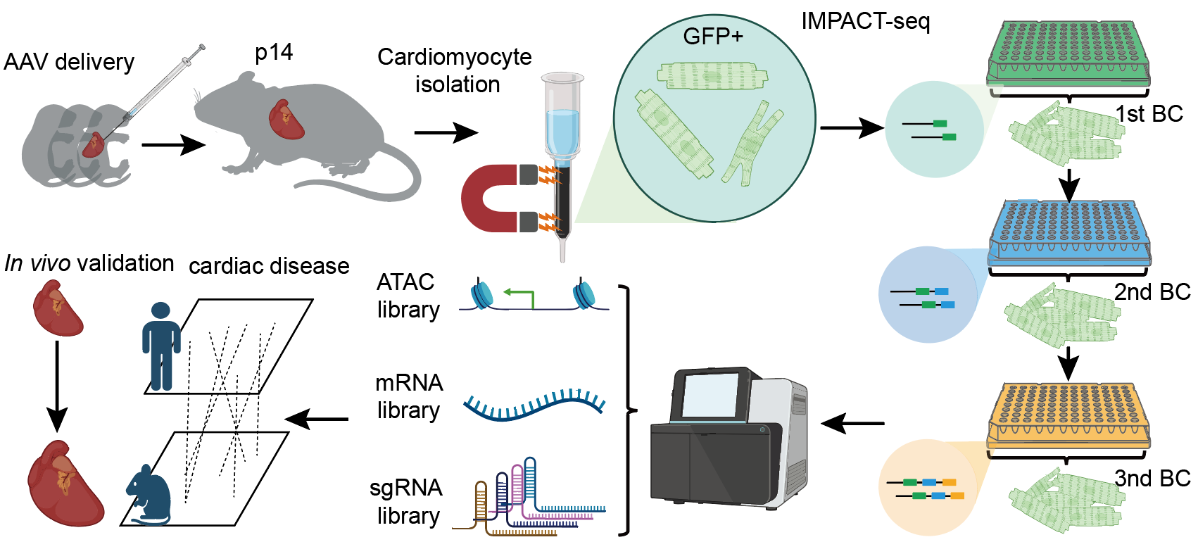 IMPACT-seq experimental workflow from AAV delivery to multi-omic sequencing and in vivo validation